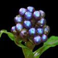 Pollia condensata Pollia condensata