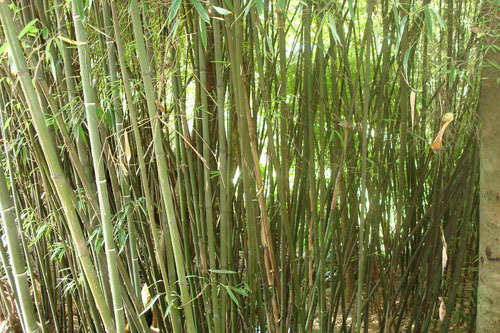 白節勒竹 白節勒竹