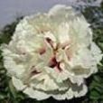 毛葉陝西薔薇 毛葉陝西薔薇