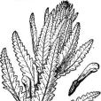山西馬先蒿 山西馬先蒿