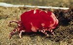 Dinothrombium屬的紅絨蟎