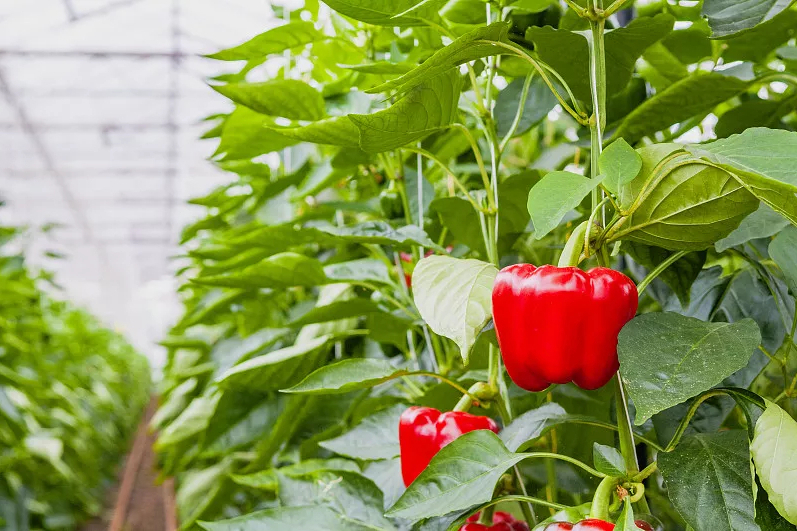 菜椒 菜椒
