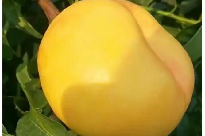 中油蟠7號 中油蟠7號