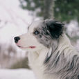 邊境牧羊犬(邊牧) 邊境牧羊犬(邊牧)