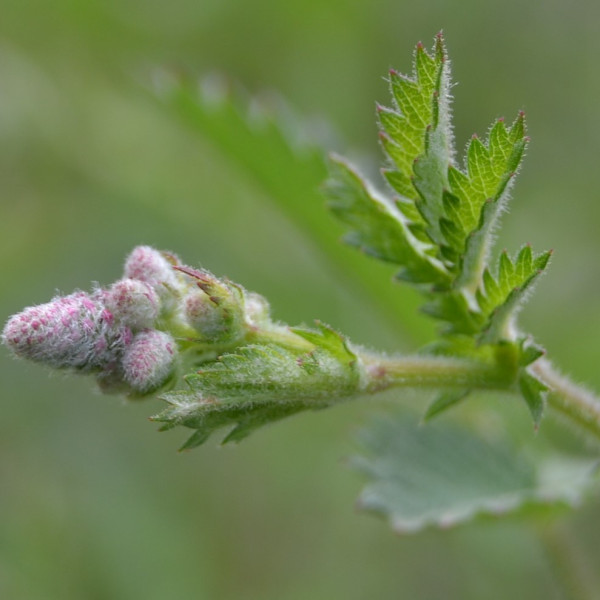 Sanguisorba hybrida