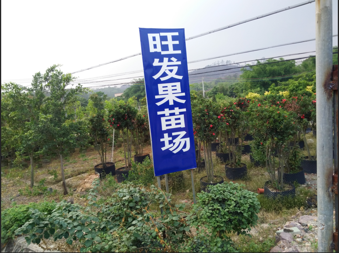 惠州市惠城區旺發果苗種植場