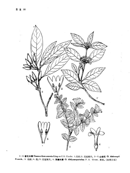 香花木樨 香花木樨