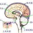 顯性脊柱裂 顯性脊柱裂