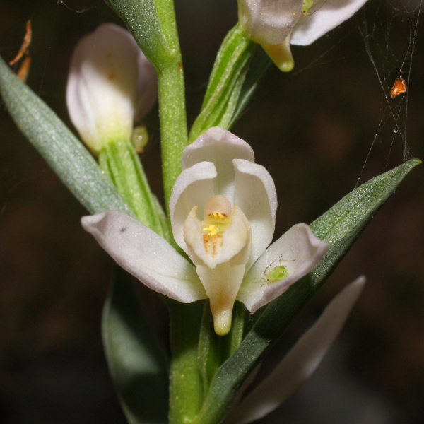 Cephalanthera cucullata