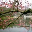 桃花曲(酒的種類) 桃花曲(酒的種類)