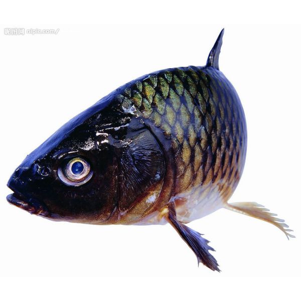 拆凍鯽魚