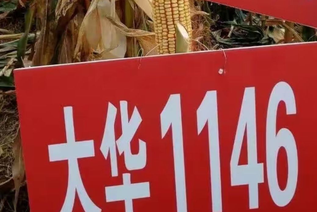 大華1146 大華1146