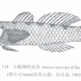 小眼韁蝦虎魚 小眼韁蝦虎魚