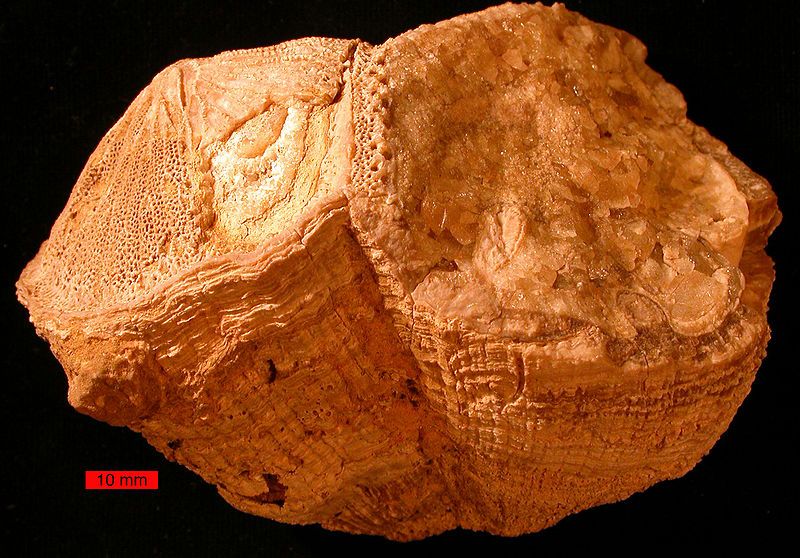 一個雙殼綱中的厚殼蛤類化石