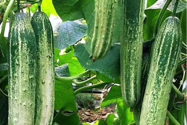夏秋黃瓜 夏秋黃瓜