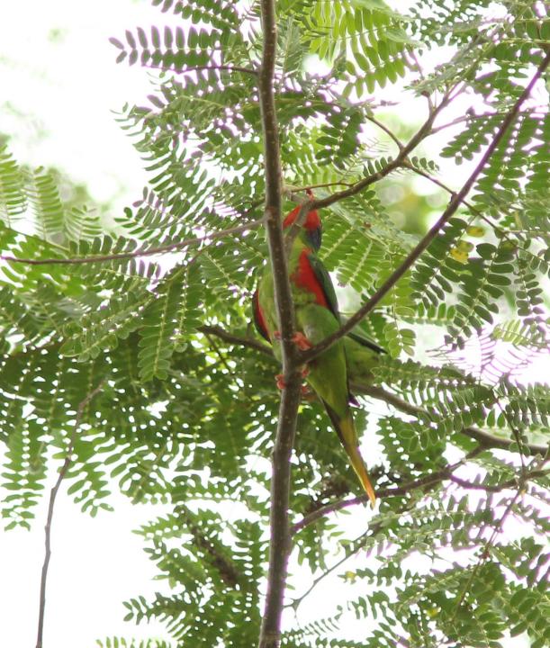 紅脅吸蜜鸚鵡摩鹿加亞種
