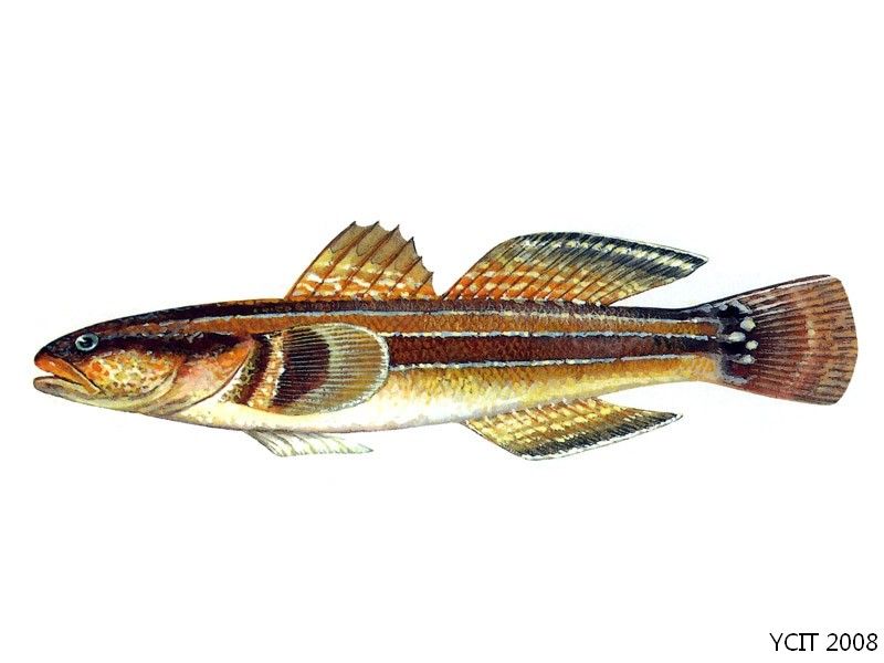 紋縞鰕虎魚 紋縞鰕虎魚