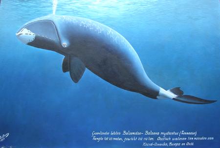 北極露脊鯨圖1