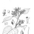 短序算珠豆 短序算珠豆