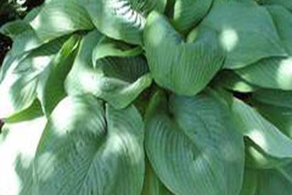 Hosta \x27Blue Mammoth\x27