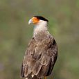 鳳頭卡拉鷹 鳳頭卡拉鷹