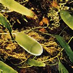 管狀綠藻(Caulerpa prolifera)