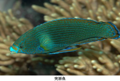 突唇魚屬 突唇魚屬
