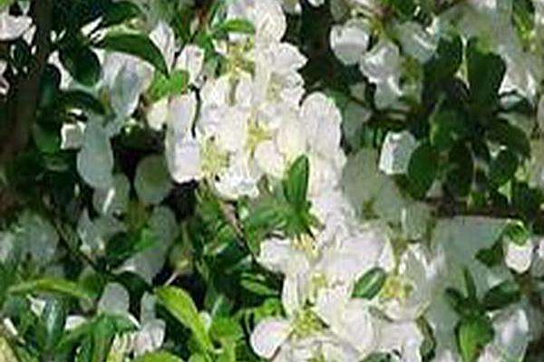 Chaenomeles × superba \x27Jet Trail\x27 Chaenomeles × superba \x27Jet Trail\x27
