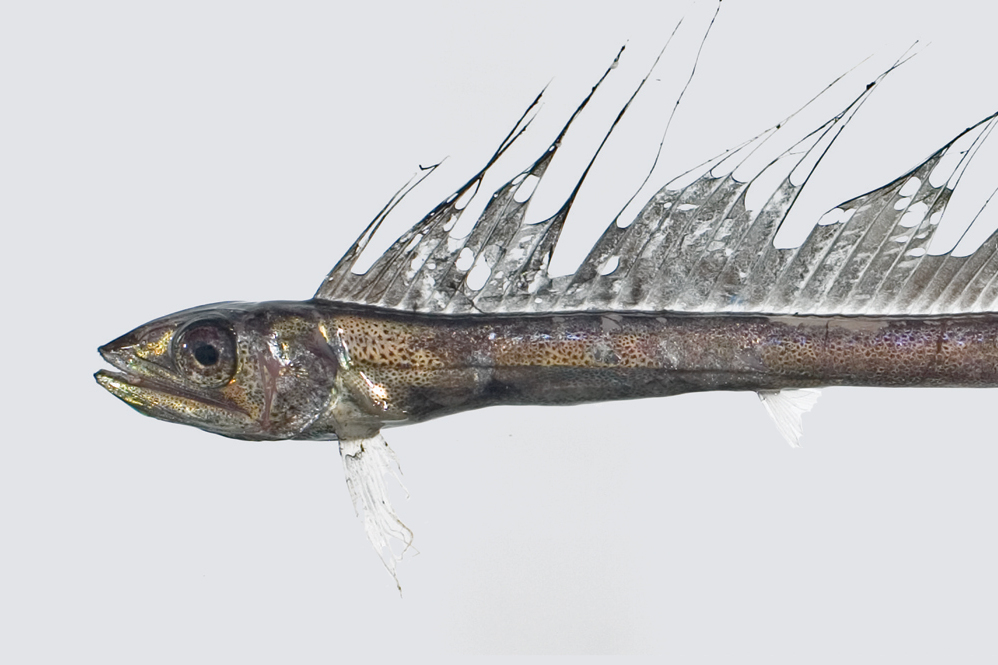 短吻帆蜥魚 短吻帆蜥魚