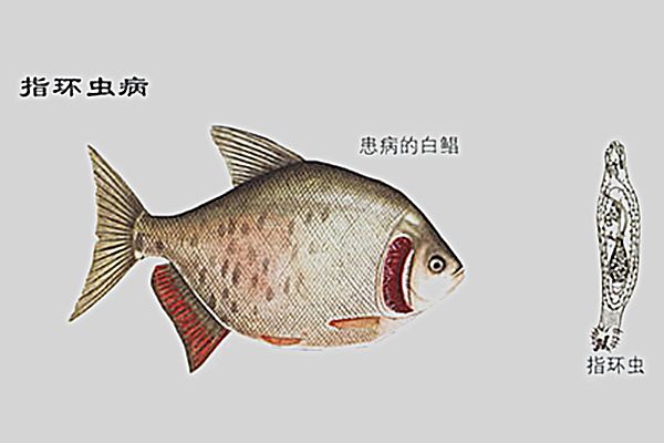 隱藏指環蟲 隱藏指環蟲