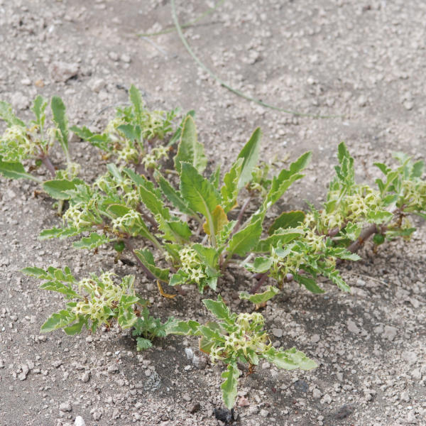 Jaborosa kurtzii