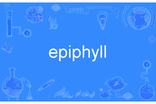 epiphyll epiphyll