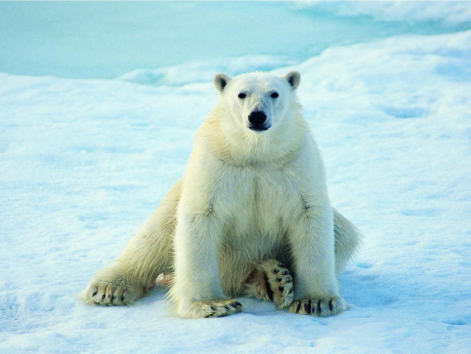 北極動物