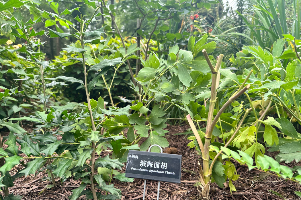 濱海前胡(傘形科前胡屬植物) 濱海前胡(傘形科前胡屬植物)