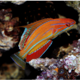 絲絨荷包魚