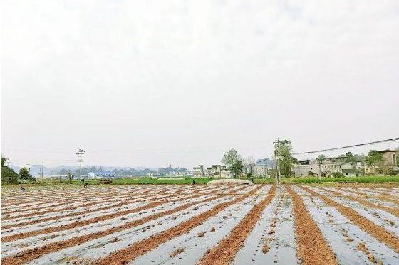 長虹村(四川省遂寧市船山區唐家鄉下轄村) 長虹村(四川省遂寧市船山區唐家鄉下轄村)