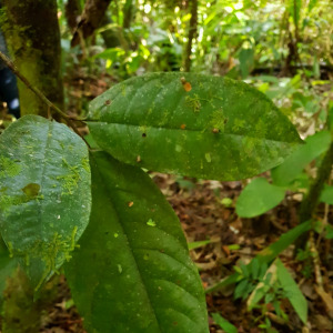 Anaxagorea crassipetala