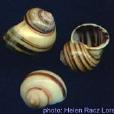 Asolene pulchella Asolene pulchella