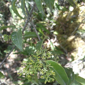 Struthanthus acuminatus