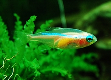 紅綠燈魚(紅綠燈（熱帶魚類名稱）)