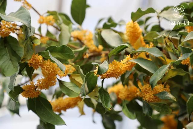 毛山桂花
