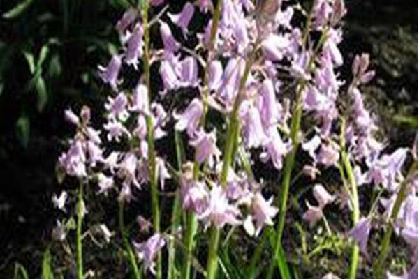 Hyacinthoides hispanica \x27Rose Queen\x27 Hyacinthoides hispanica \x27Rose Queen\x27