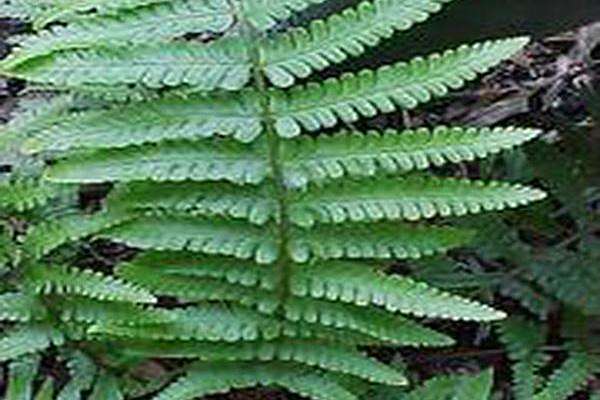 Dryopteris × complexa \x27Robust\x27 Dryopteris × complexa \x27Robust\x27