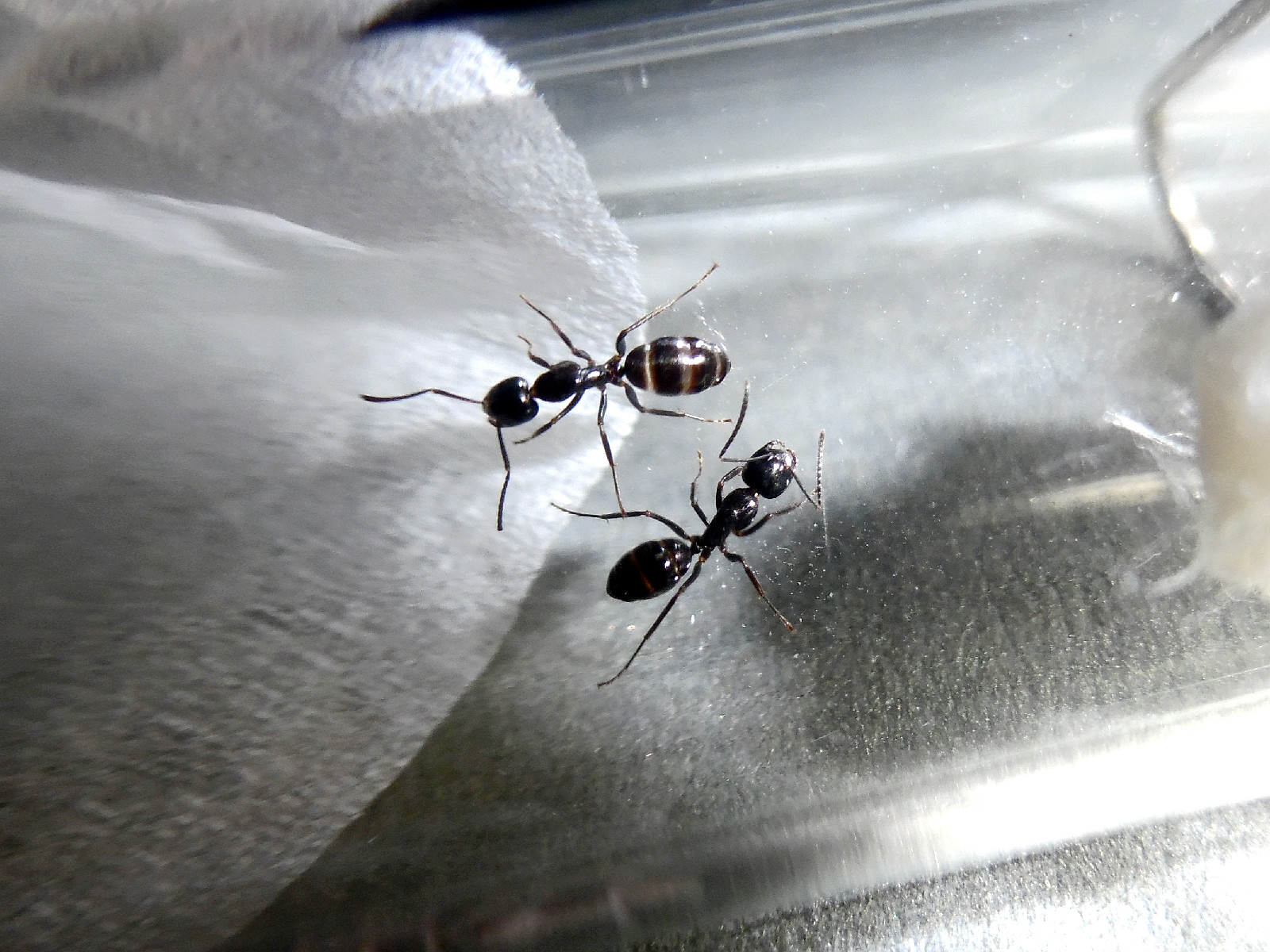 弗里德弓背蟻（Camponotus friedae）的工蟻