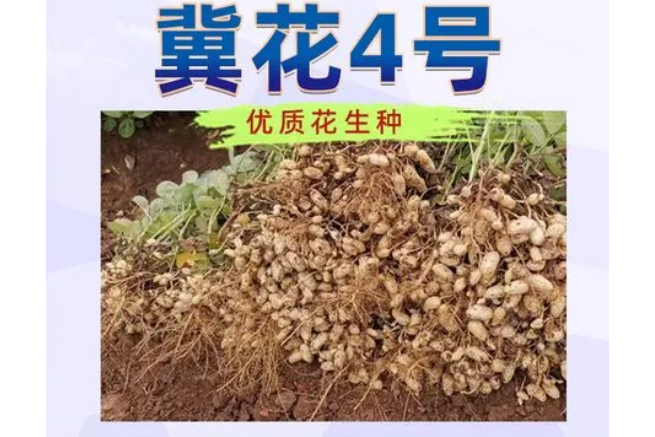 冀花4號 冀花4號