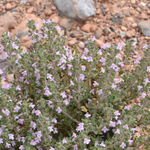 Thymus maroccanus