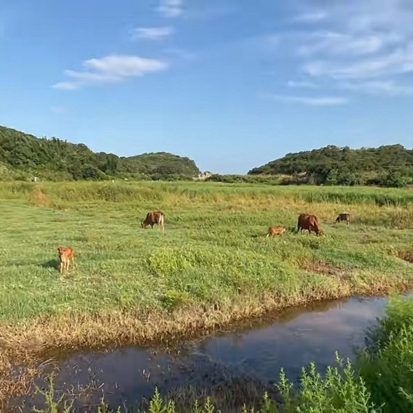 烽火村 烽火村