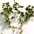 白豌豆