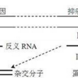 反義核酸 反義核酸