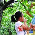 中國·寧陵酥梨採摘節